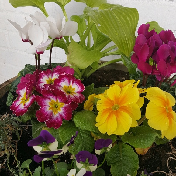 Meet your Posher, Lisa - Picture 1 of 1